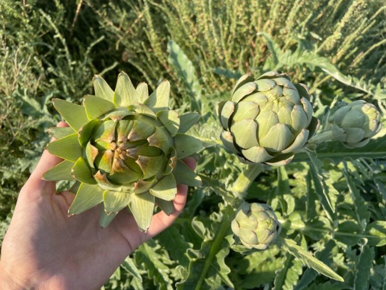 Summer Gardening: Engaging Natural Processes that Foster Life  by Mark & Mariam Herrmann